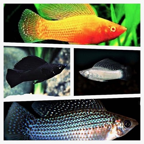 Poecilia velifera mixed colors - Segelkärpfling gemischte farben L